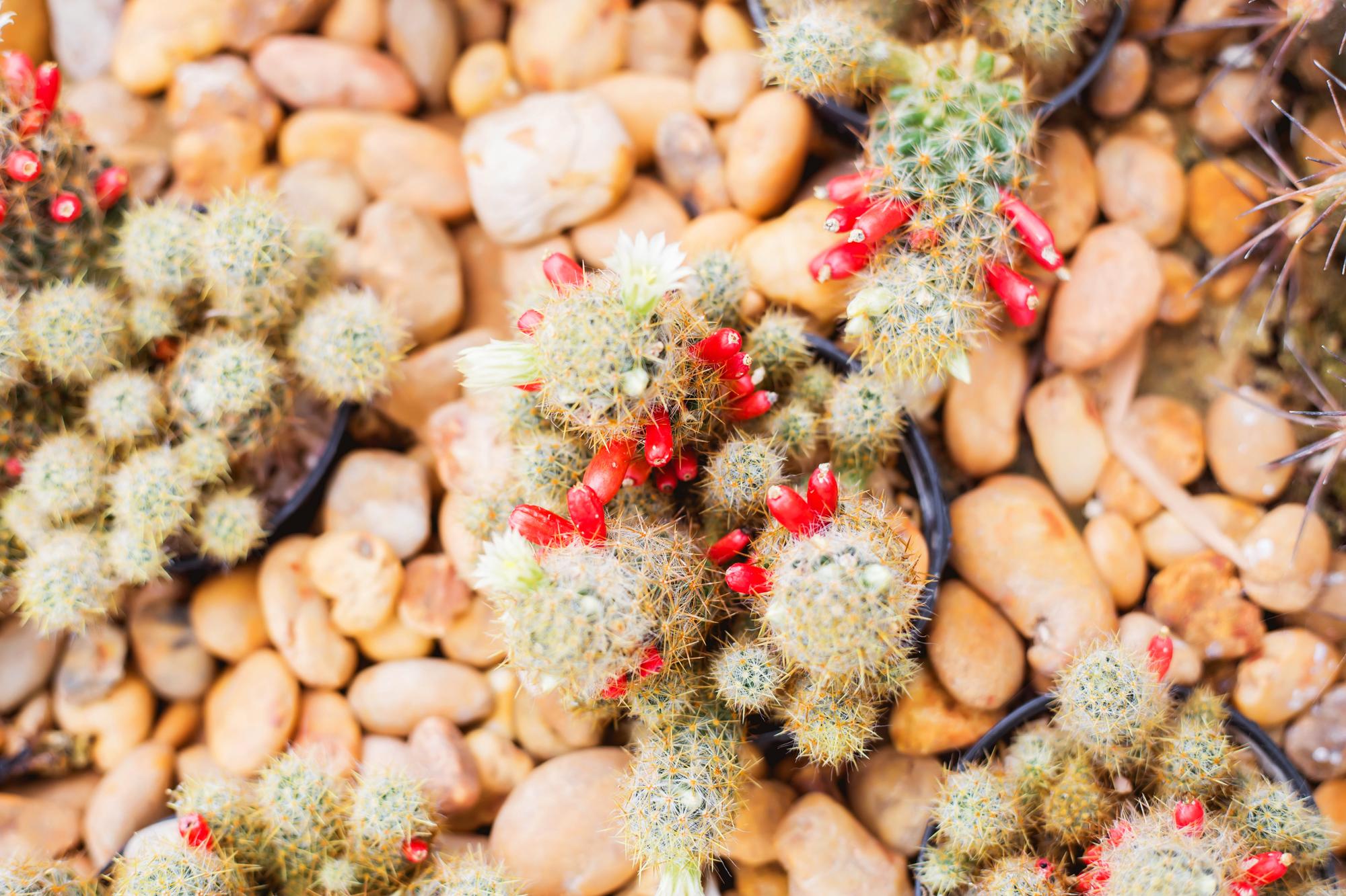Quand faire le bouturage du cactus de Noël ?