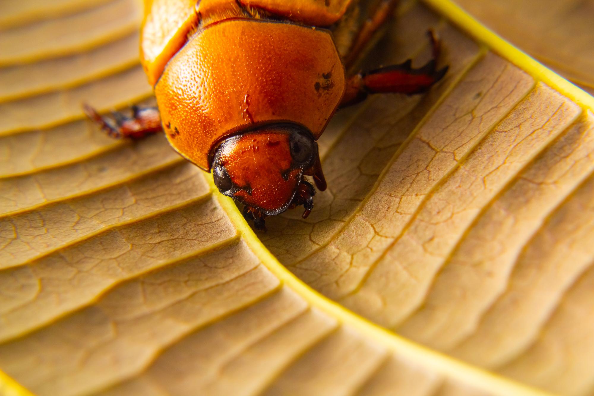 Quelle est la durée de vie exacte d'une coccinelle adulte ?