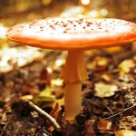 amanite des cesars orange volve jaune forêt