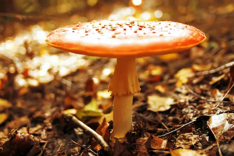 amanite des cesars orange volve jaune forêt