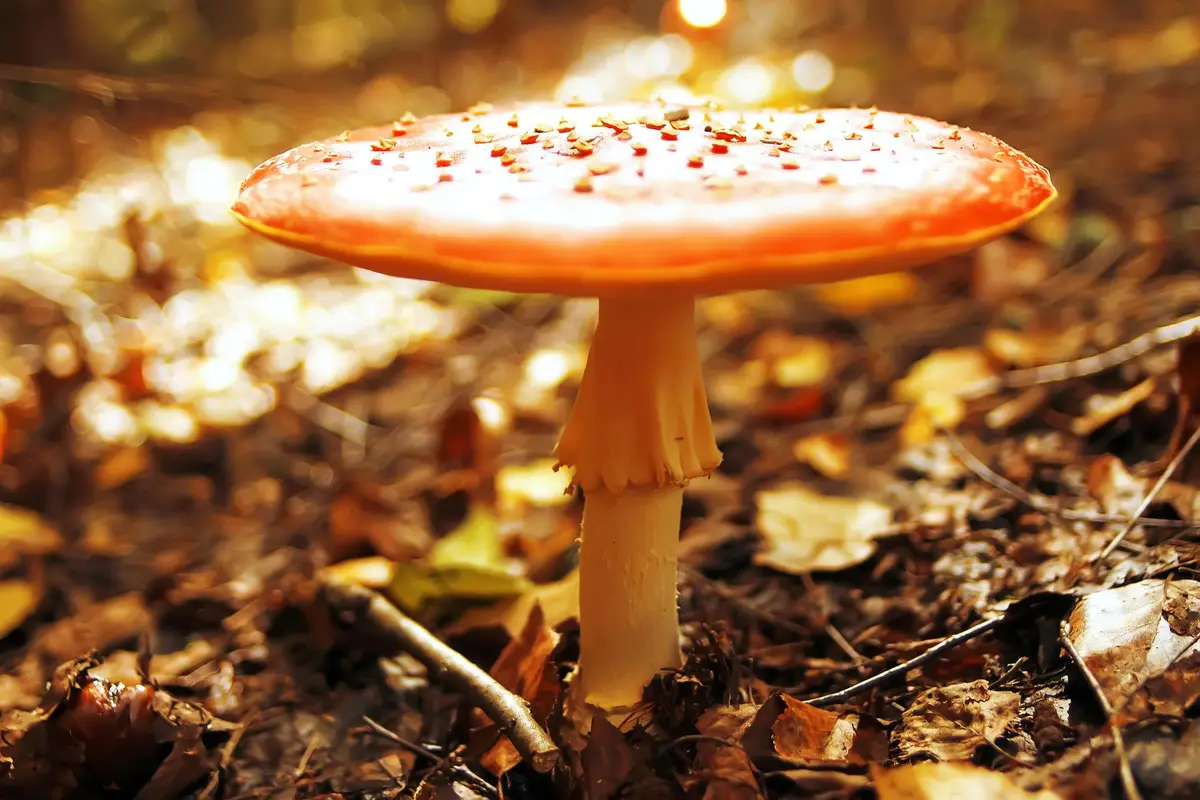 amanite des cesars orange volve jaune forêt