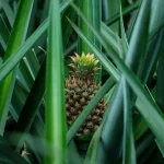 ananas pousse sol tropical plante verte fruit