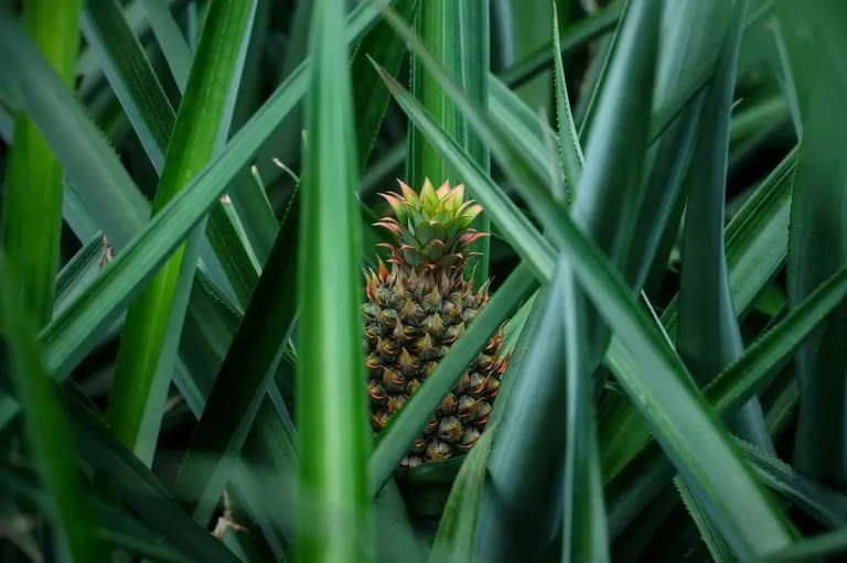 ananas pousse sol tropical plante verte fruit
