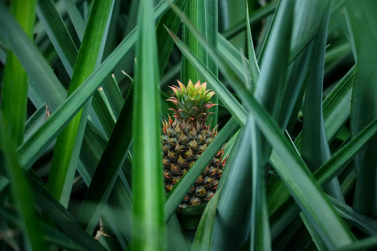 ananas pousse sol tropical plante verte fruit