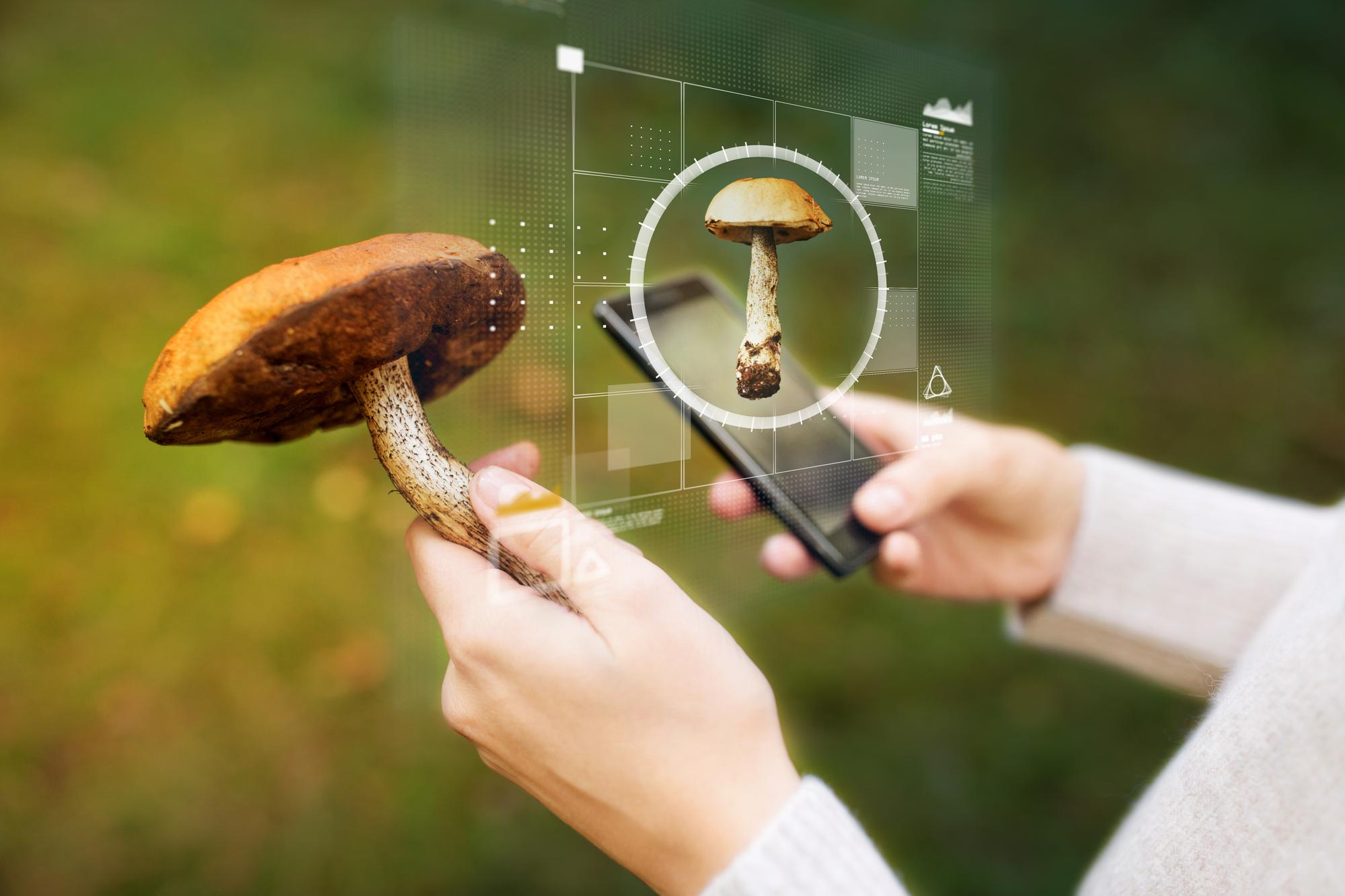 Comment reconnaître un mousseron d’automne en quelques secondes ?