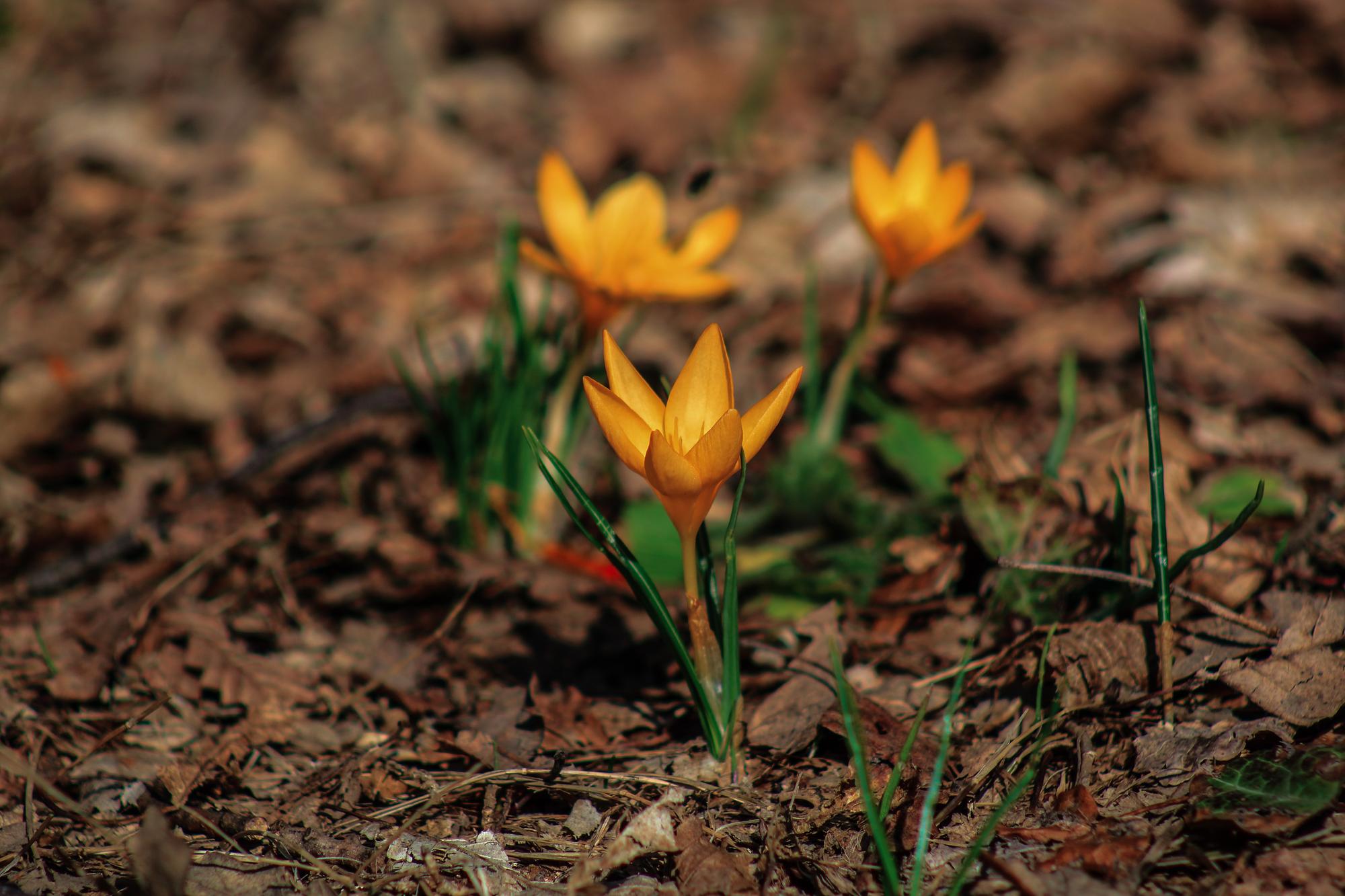 Quand planter un bulbe de tulipe pour une belle floraison ?