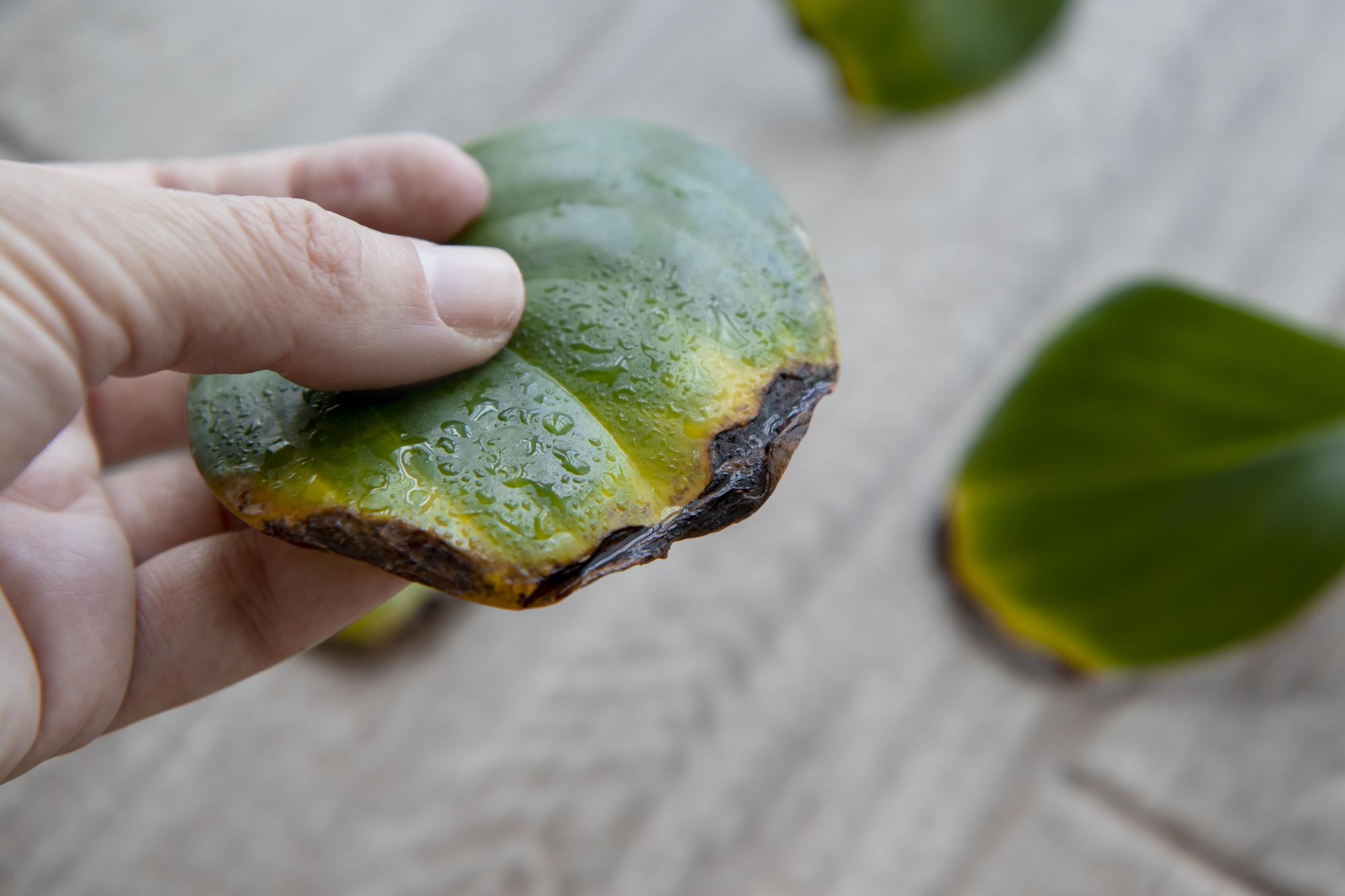 Pourquoi on lit parfois qu’il ne faut pas manger d’avocat ?