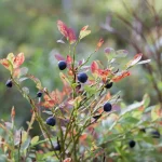 baies sauvages jardin
