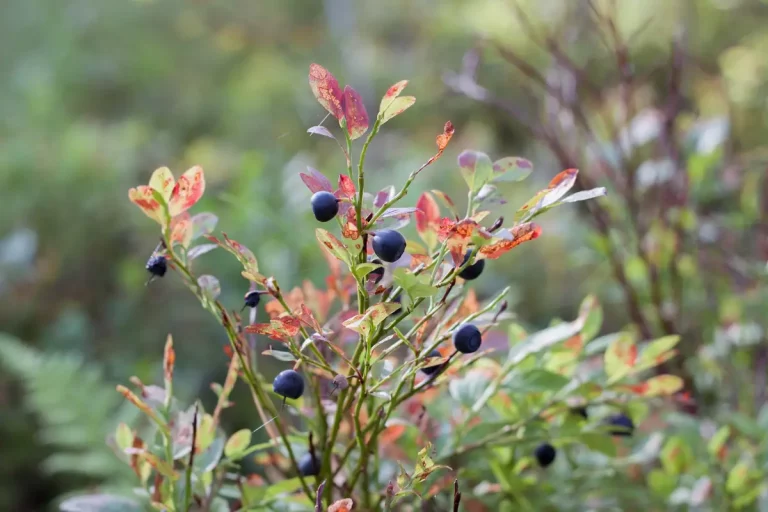baies sauvages jardin