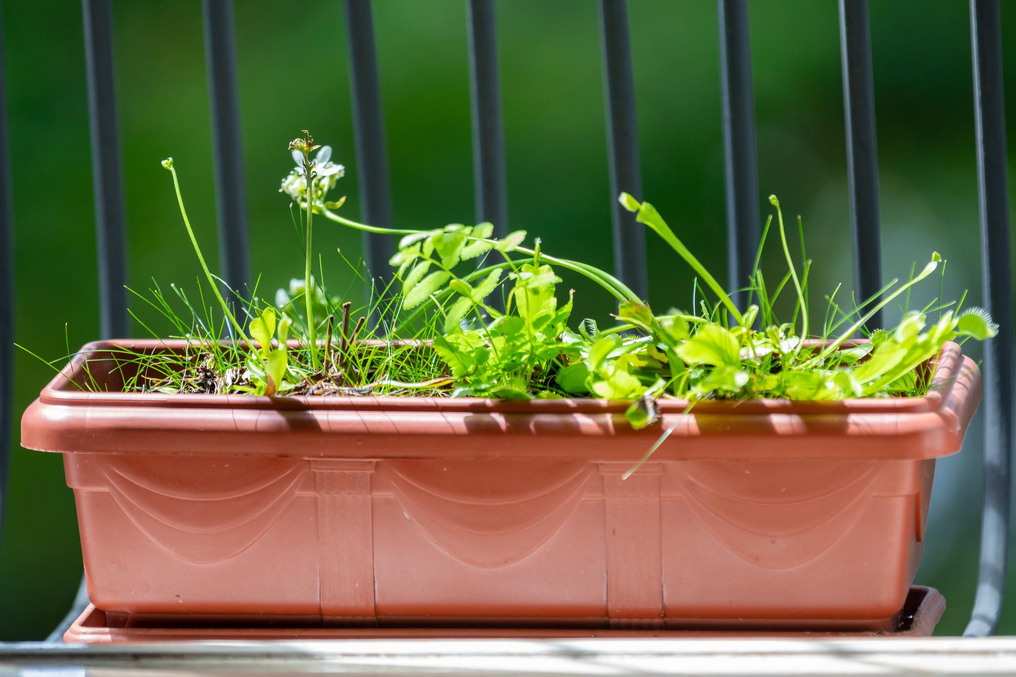 Quoi planter en mars sur un balcon ou une petite terrasse ?
