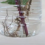 bouture hortensia eau verre racines