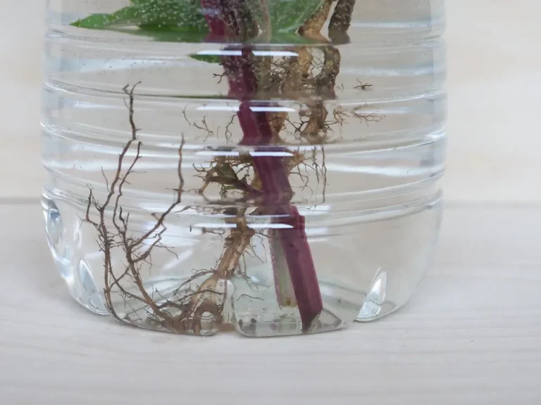 bouture hortensia eau verre racines
