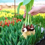 bulbes tulipes plantation