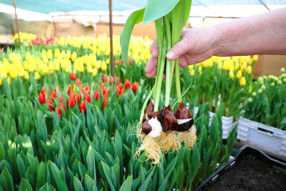 bulbes tulipes plantation