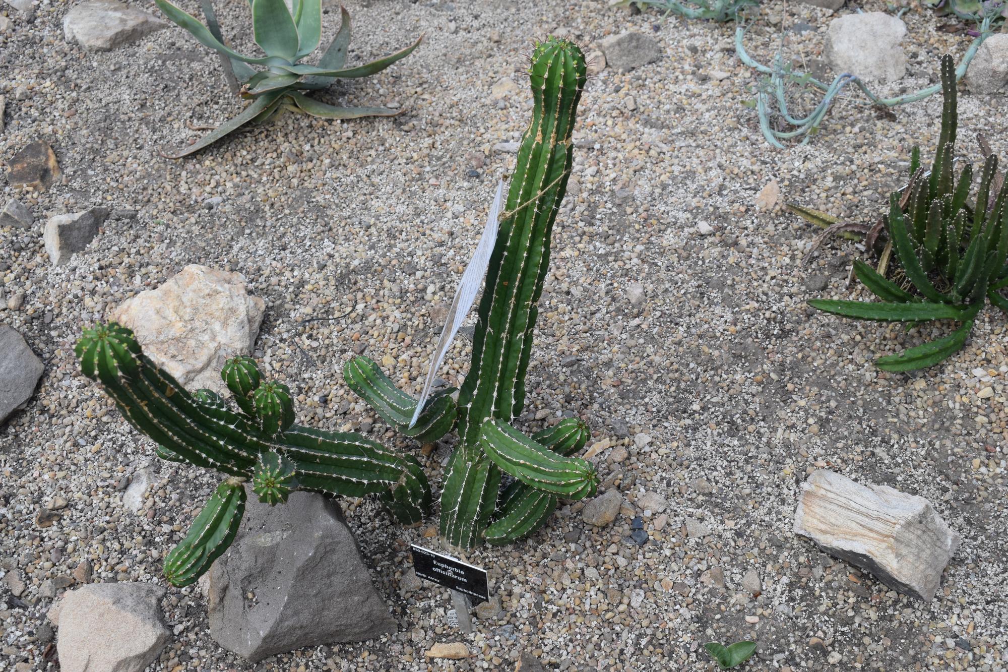 Faut-il faire le bouturage cactus de Noël dans l’eau ?