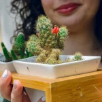 cactus de Noël bouture