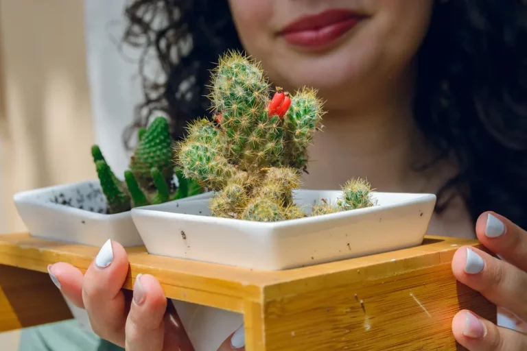 cactus de Noël bouture