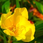 camélia feuilles jaunes chlorose sol acide