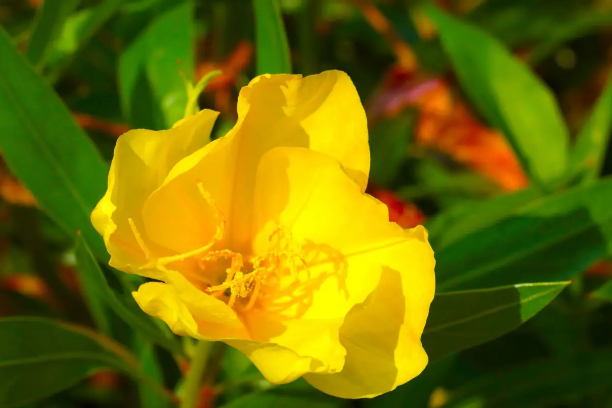 camélia feuilles jaunes chlorose sol acide