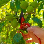 citronnier taille sécateur