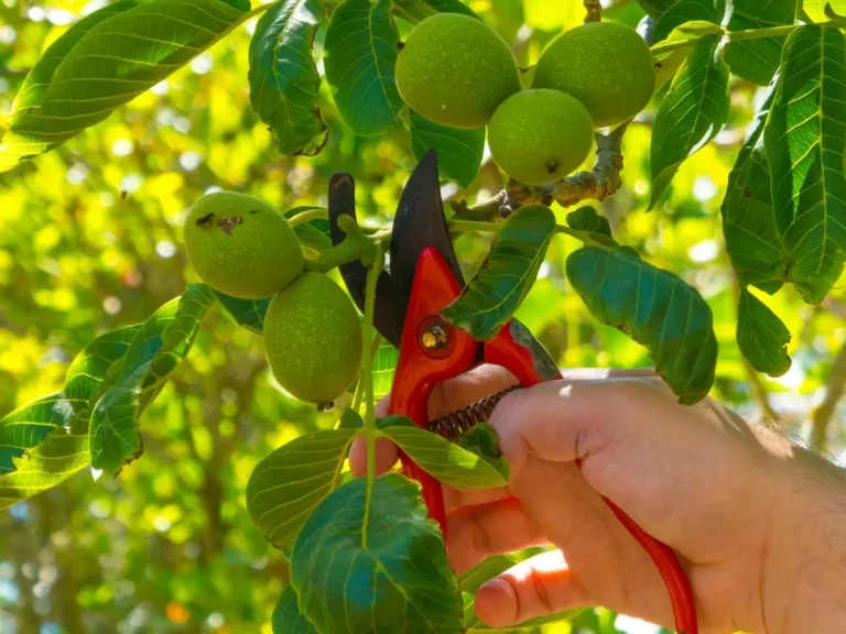 citronnier taille sécateur