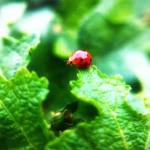 coccinelle rouge points jardin potager