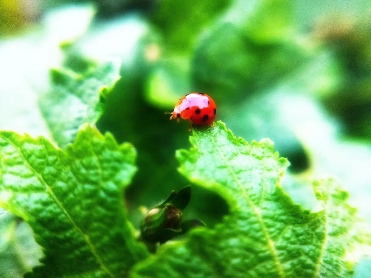 coccinelle rouge points jardin potager