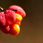 cognassier du japon fruits