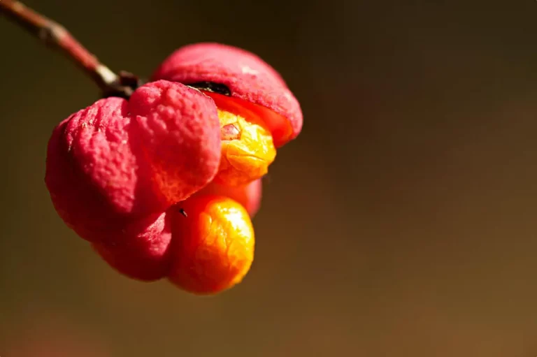 cognassier du japon fruits