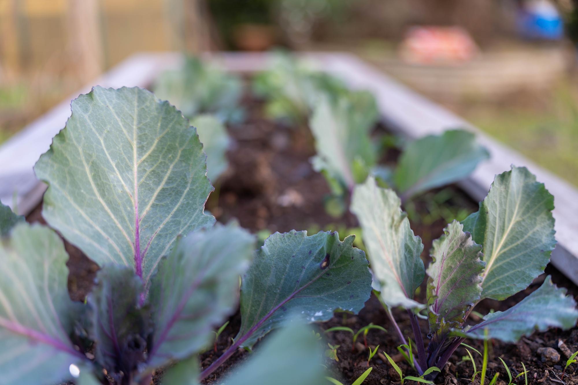 Que planter au mois de mars au jardin potager ?