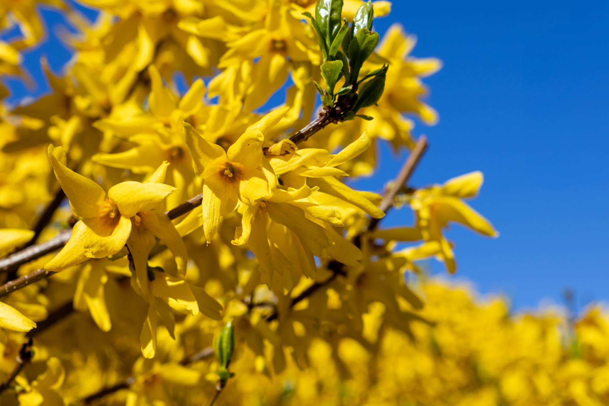 Pourquoi tailler un forsythia change tout pour sa floraison