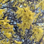forsythia taillé printemps fleurs jaunes