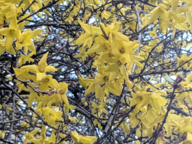 forsythia taillé printemps fleurs jaunes