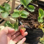 fraisiers plantation calendrier