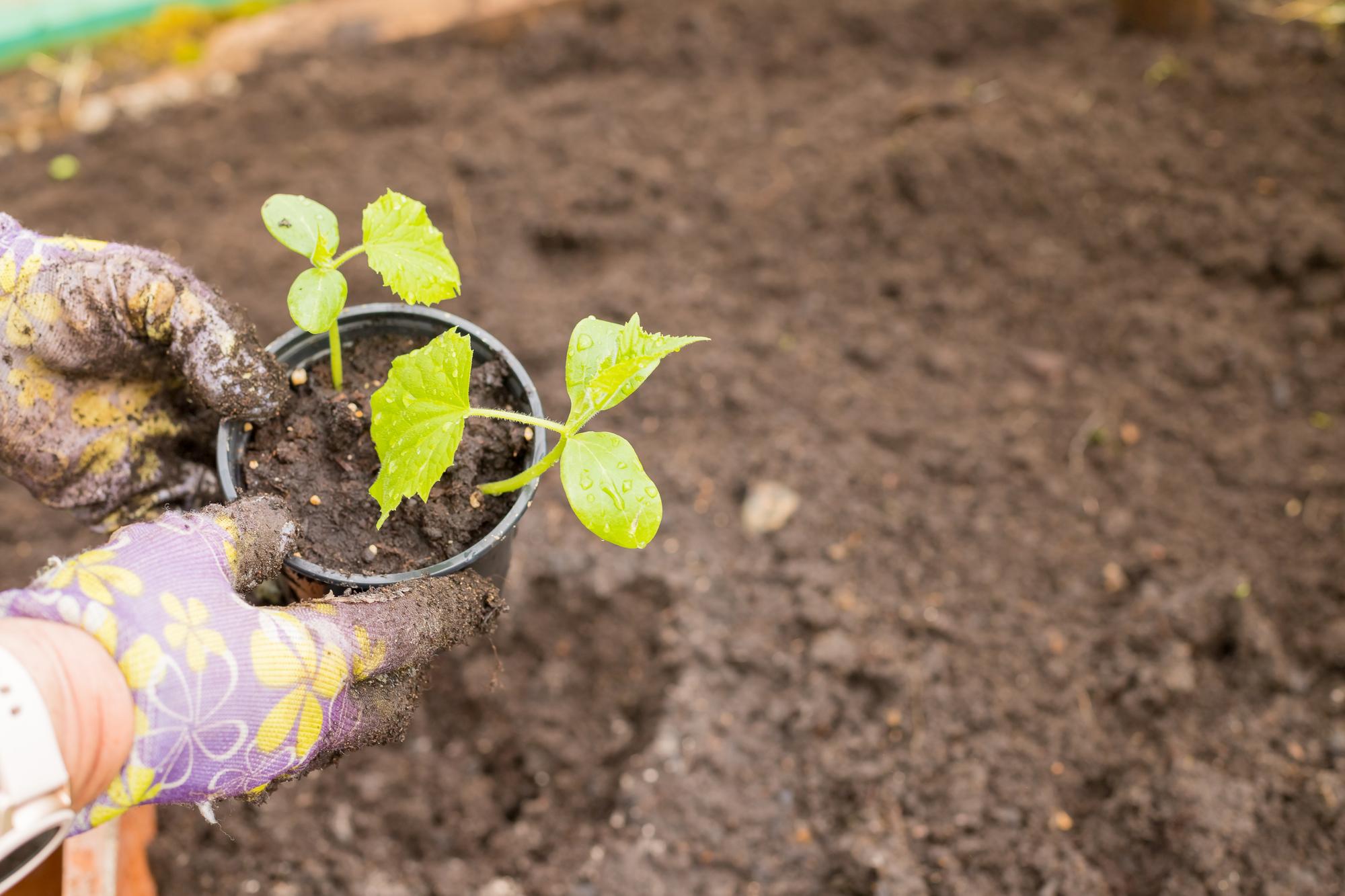 Adapter au climat et au sol de ton jardin