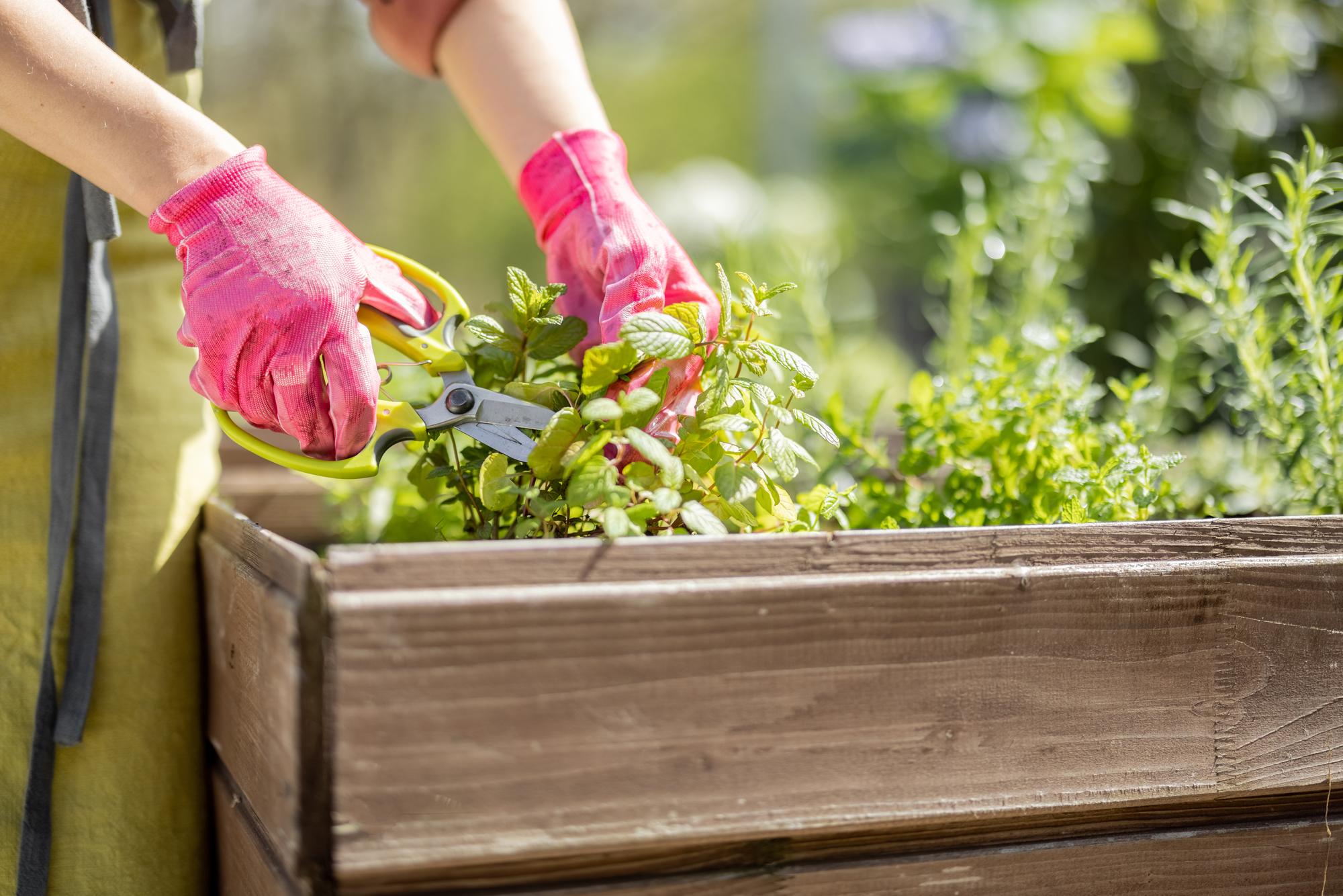 Comment utiliser les herbes à taupes étape par étape