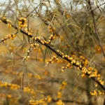 genêt des teinturiers fleurs jaunes arbuste sec