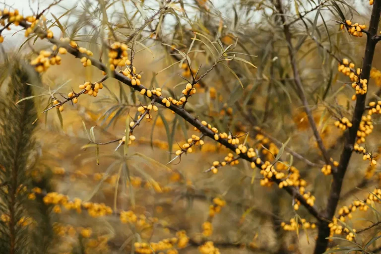 genêt des teinturiers fleurs jaunes arbuste sec