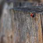 gendarme punaise rouge noir jardin