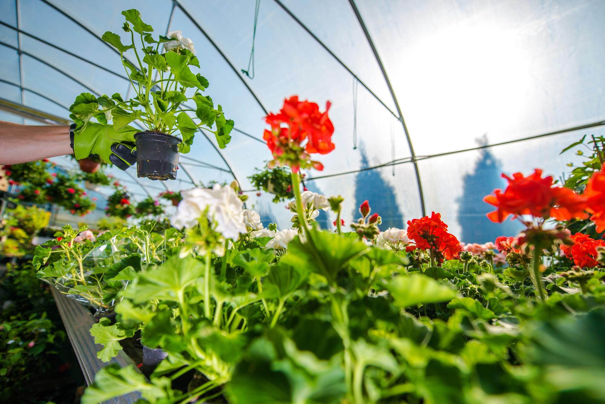 Qu'est-ce que Promesse de Fleurs Houplines vraiment ?