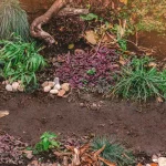 herbe taupe euphorbe jardin potager