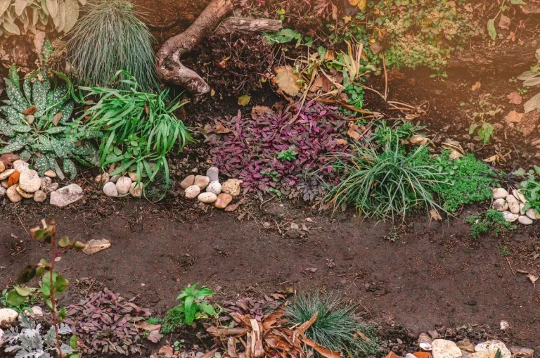 herbe taupe euphorbe jardin potager