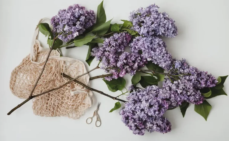 hortensias séchés bouquet