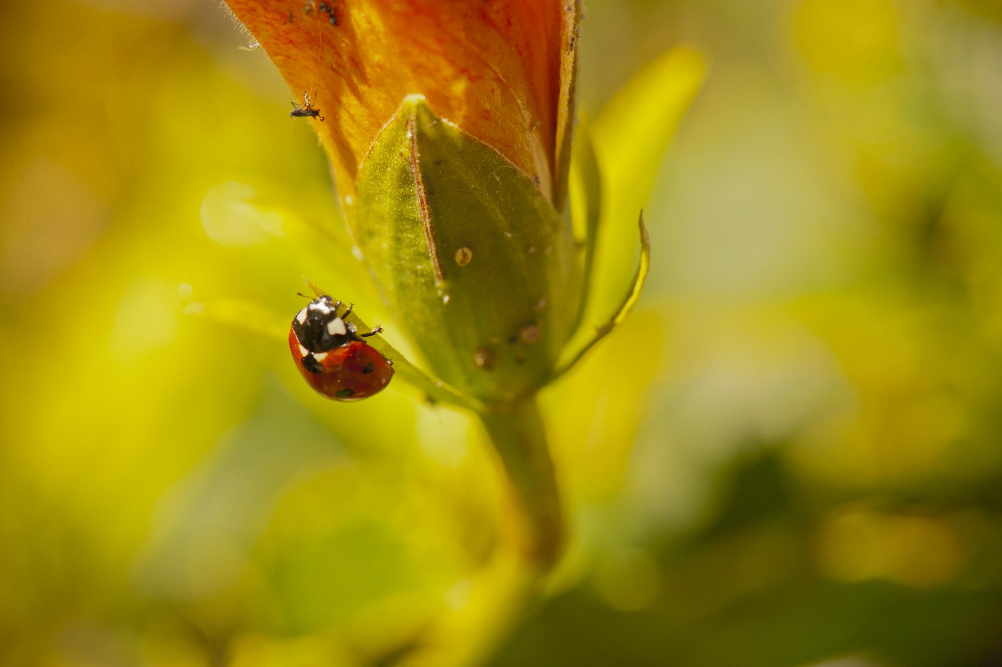 Quels facteurs influencent la longévité d'une coccinelle ?