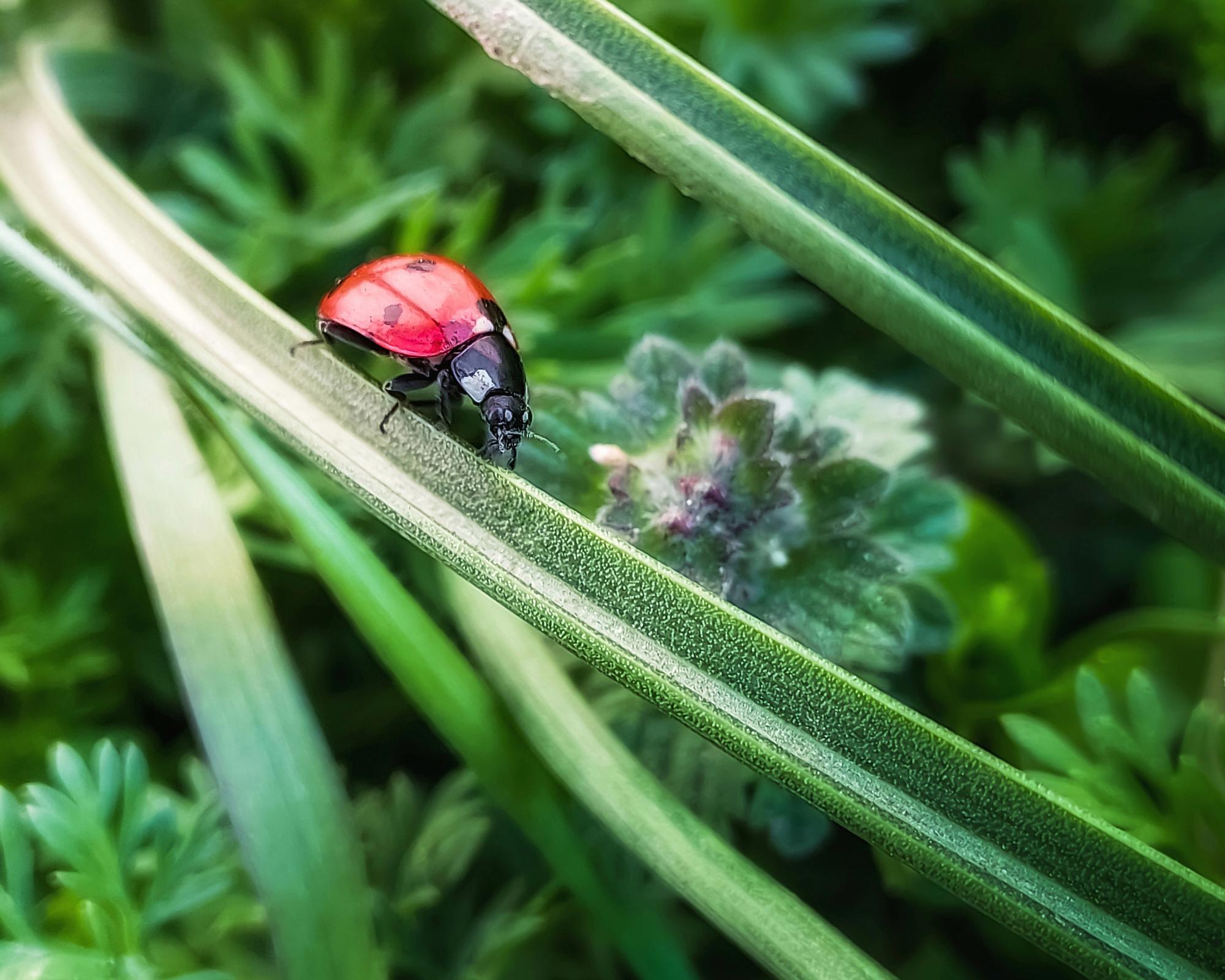 À quoi servent les larves de coccinelles ?