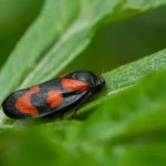 larve coccinelle puceron