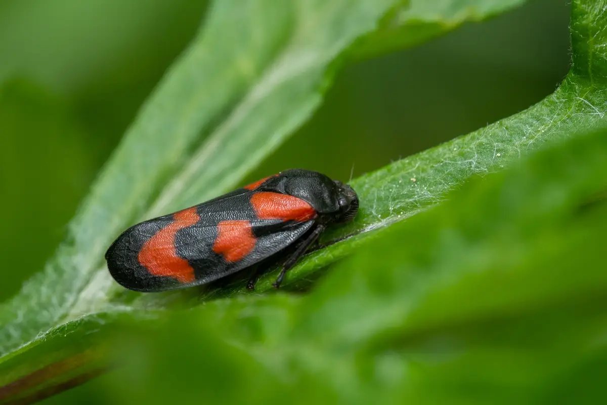 larve coccinelle puceron