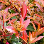 laurier rose feuilles jaunes