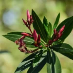 laurier rose maladie taches brunes feuilles