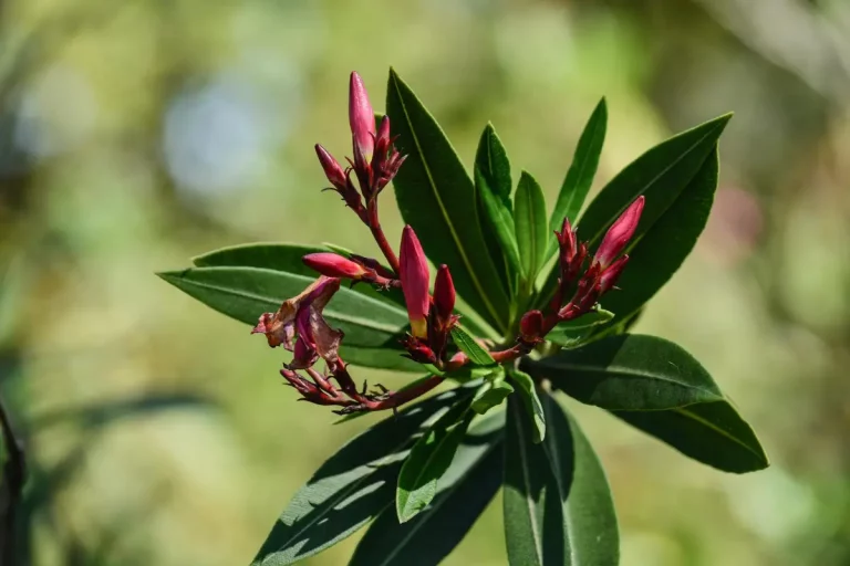 laurier rose maladie taches brunes feuilles